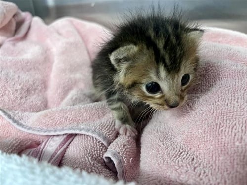 BOBCAT - Domestic Short Hair available for adoption