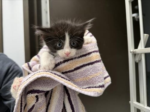 ARCHER - Domestic Medium Hair available for adoption