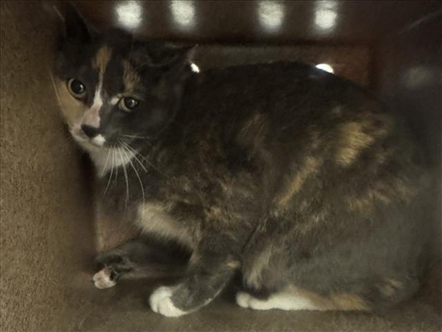 A174265 - Domestic Short Hair available for adoption