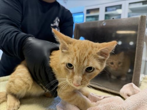 FLASH - Domestic Short Hair available for adoption
