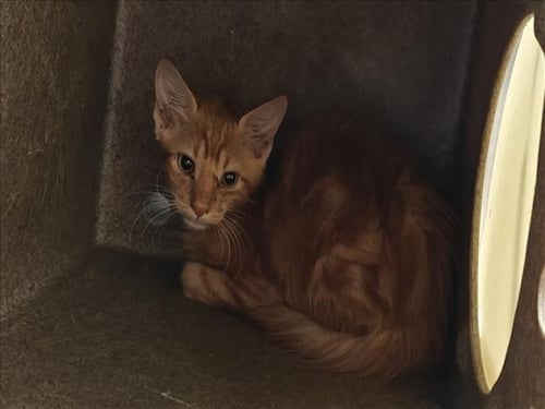GUSTAVO - Domestic Short Hair available for adoption