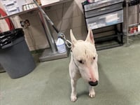 CHICO - Photo 1