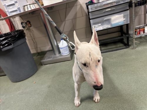 CHICO - Bull Terrier available for adoption