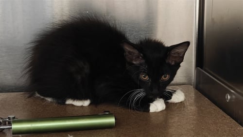 GUIDO - Domestic Short Hair available for adoption