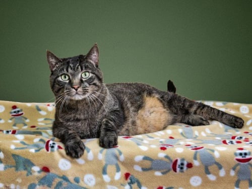 MILO - Domestic Short Hair available for adoption