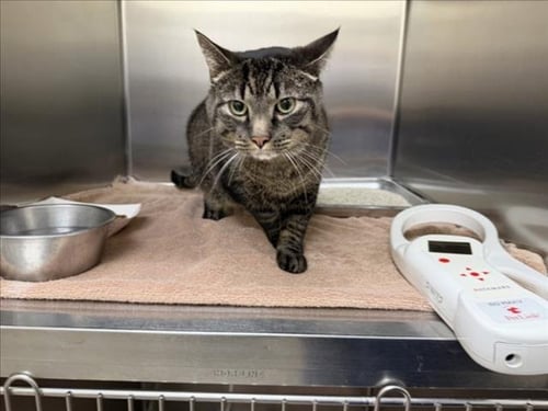 MILO - Domestic Short Hair available for adoption