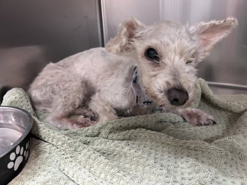 LOLLIPOP - Poodle (Miniature) available for adoption