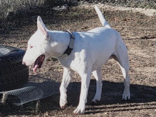 CHICO - Bull Terrier available for adoption