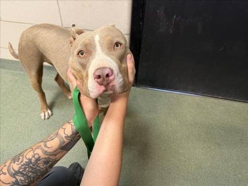 NOVA - American Pit Bull Terrier for adoption in Santa Fe