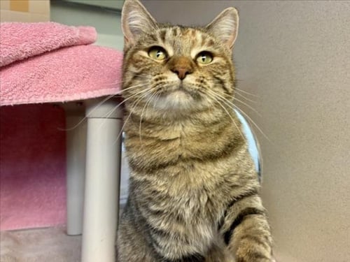 MINX - Domestic Short Hair available for adoption
