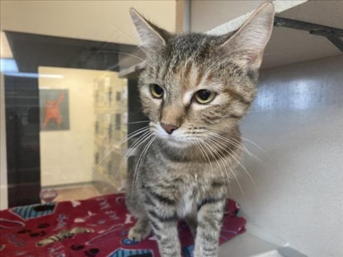 MINX - Domestic Short Hair available for adoption