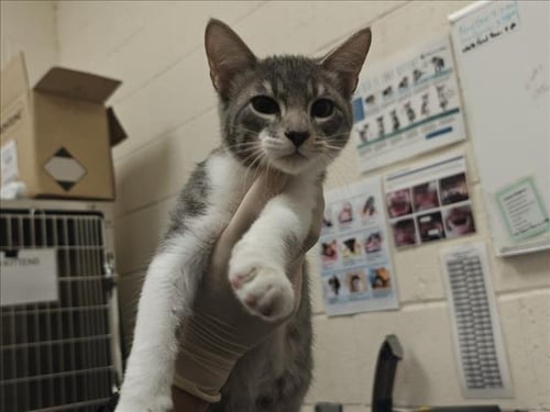 DOM - Domestic Short Hair available for adoption