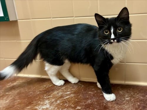 KEYBOARD - Domestic Medium Hair available for adoption