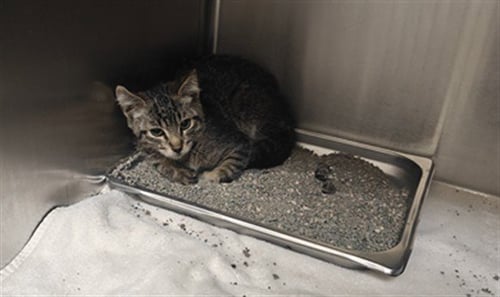 RIDDLE - Domestic Short Hair available for adoption