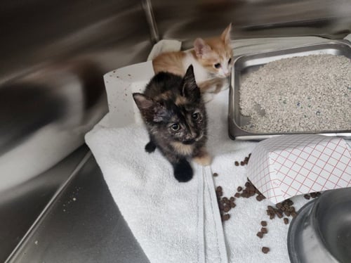 LUNARA - Domestic Short Hair available for adoption