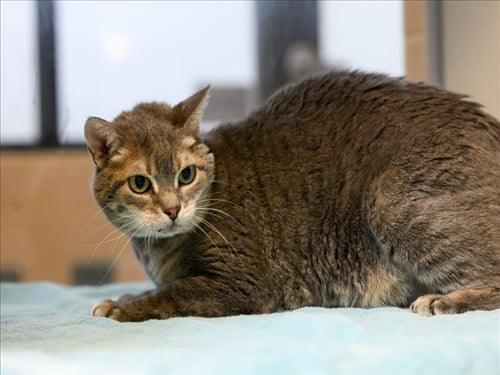 ZORRA - Domestic Short Hair available for adoption