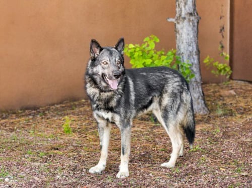 BANDIT - German Shepherd Dog / Husky available for adoption
