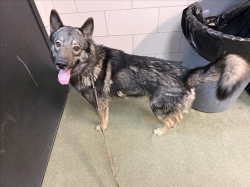 BANDIT - German Shepherd Dog / Husky available for adoption
