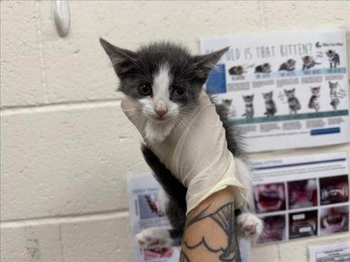 DOVE - Domestic Short Hair available for adoption