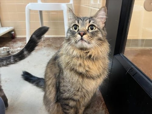OLLIE - Domestic Medium Hair available for adoption