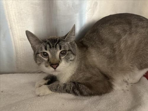 BUTTERS - Siamese available for adoption