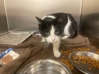 LITTLE BABY - Domestic Short Hair available for adoption