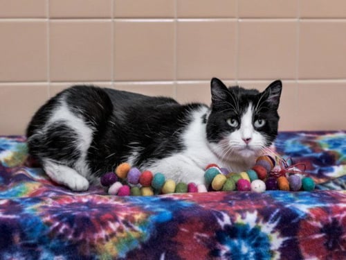 LITTLE BABY - Domestic Short Hair available for adoption