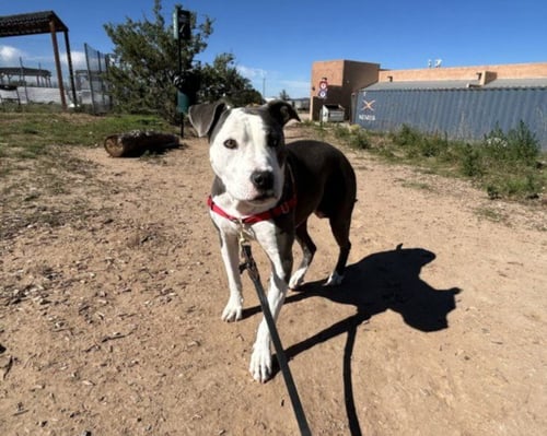 BLUEBERRY - American Pit Bull Terrier available for adoption