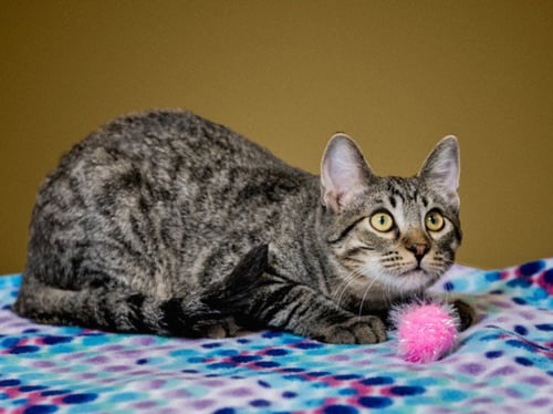 HENRY - Domestic Short Hair available for adoption