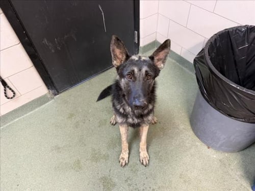 COVID - German Shepherd Dog for adoption in Santa Fe