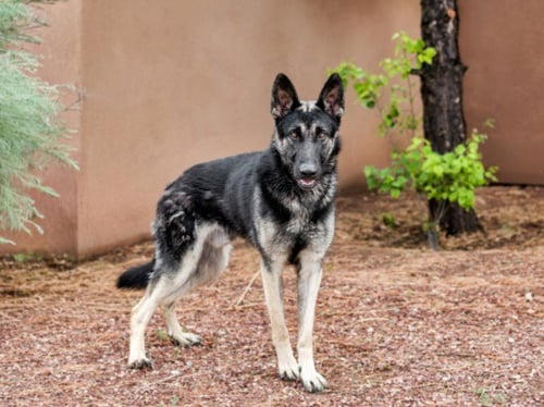 COVID - German Shepherd Dog available for adoption