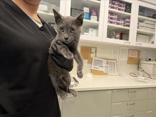 BERRY - Domestic Short Hair available for adoption