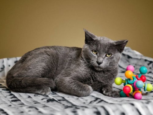 BERRY - Domestic Short Hair available for adoption