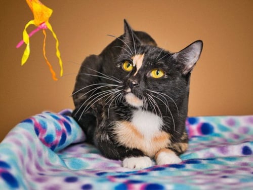BOND, MEOW BOND - Domestic Short Hair available for adoption