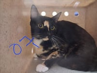 BOND, MEOW BOND - Photo 1