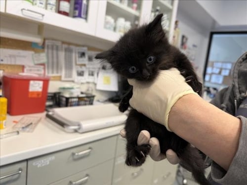 JAK - Domestic Medium Hair available for adoption