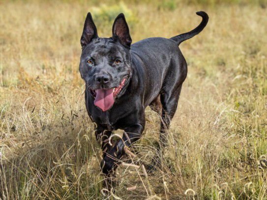 DICE - American Pit Bull Terrier available for adoption