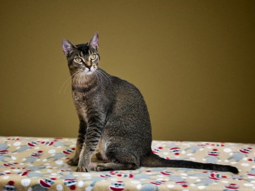 PUMA - Domestic Short Hair available for adoption