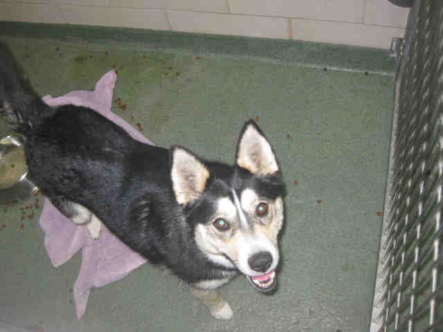 PERLA - Siberian Husky available for adoption