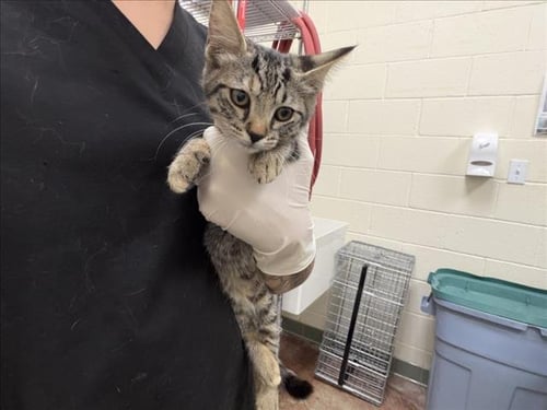 MARIA - Domestic Short Hair available for adoption