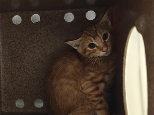 OAKLEY - Domestic Short Hair available for adoption