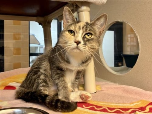 MELINA - Domestic Short Hair available for adoption
