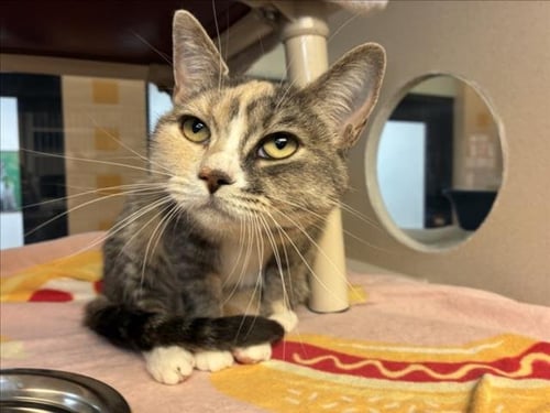 MELINA - Domestic Short Hair available for adoption