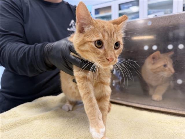 GARY Image