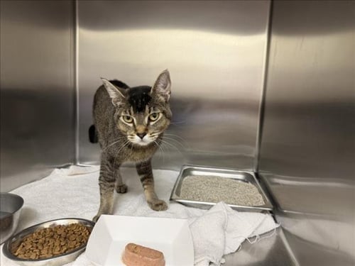 QUESITO - Domestic Short Hair available for adoption
