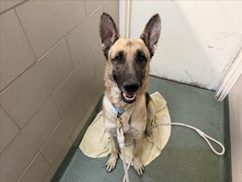 REX - German Shepherd Dog for adoption in Santa Fe