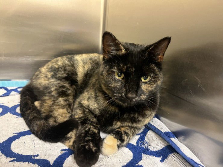 MARBLE - Domestic Short Hair available for adoption