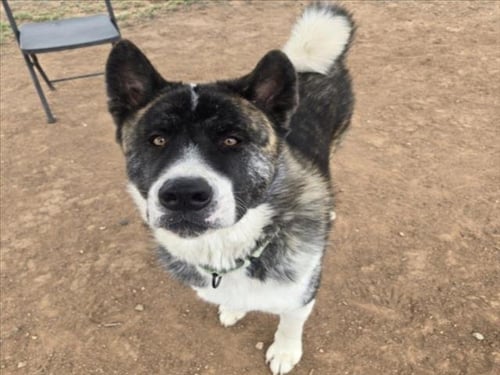 BORIS - Akita for adoption in Santa Fe