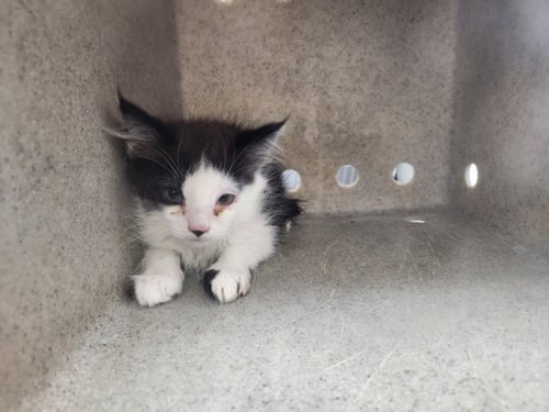 TOOT - Domestic Short Hair available for adoption