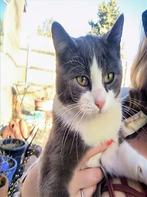 A174260 - Domestic Short Hair available for adoption